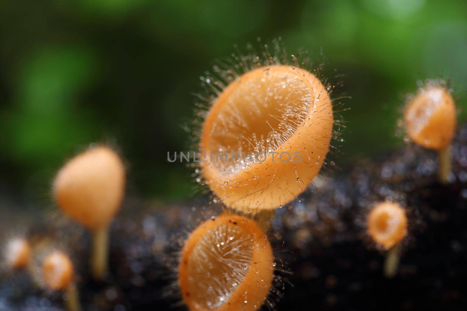 Champagne mushroom (coat mushroom or mushroom hair) in a forest