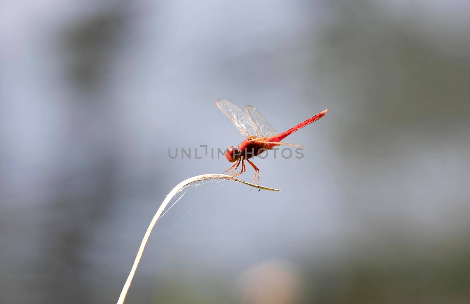 Red dragonfly with green soft natural background