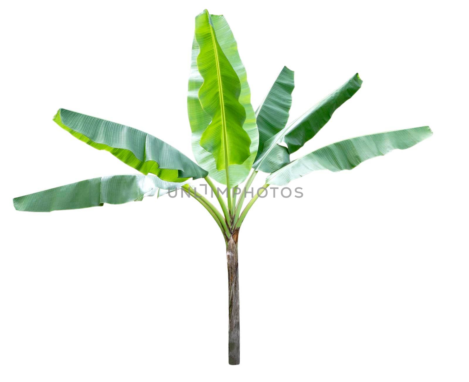 Banana tree isolated on white background