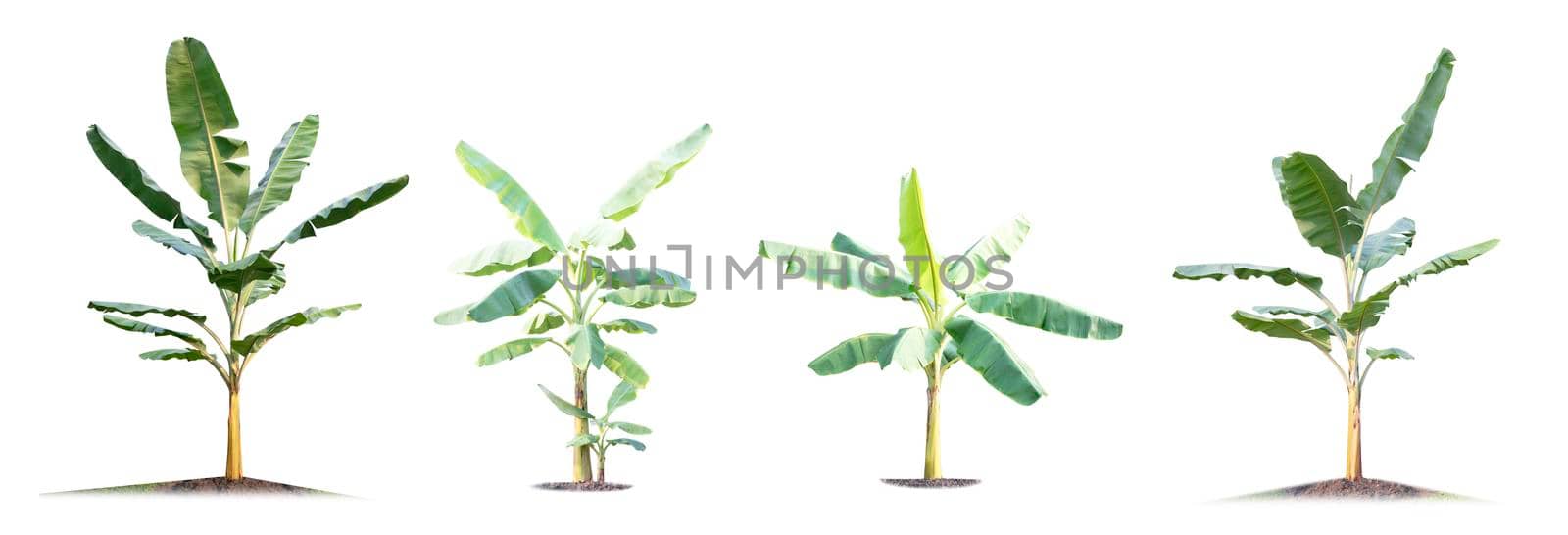 Banana tree isolated on white background by drpnncpp