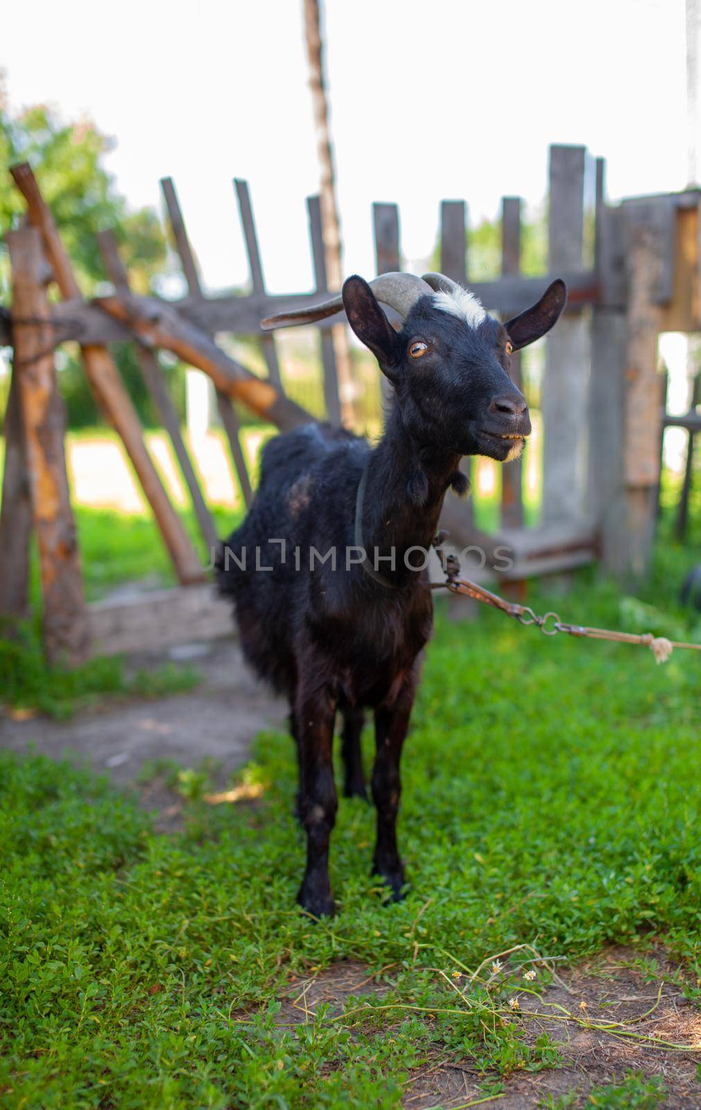 A black goat behind a wooden fence in the village poses for the camera. Breeding of domestic animals and cattle.