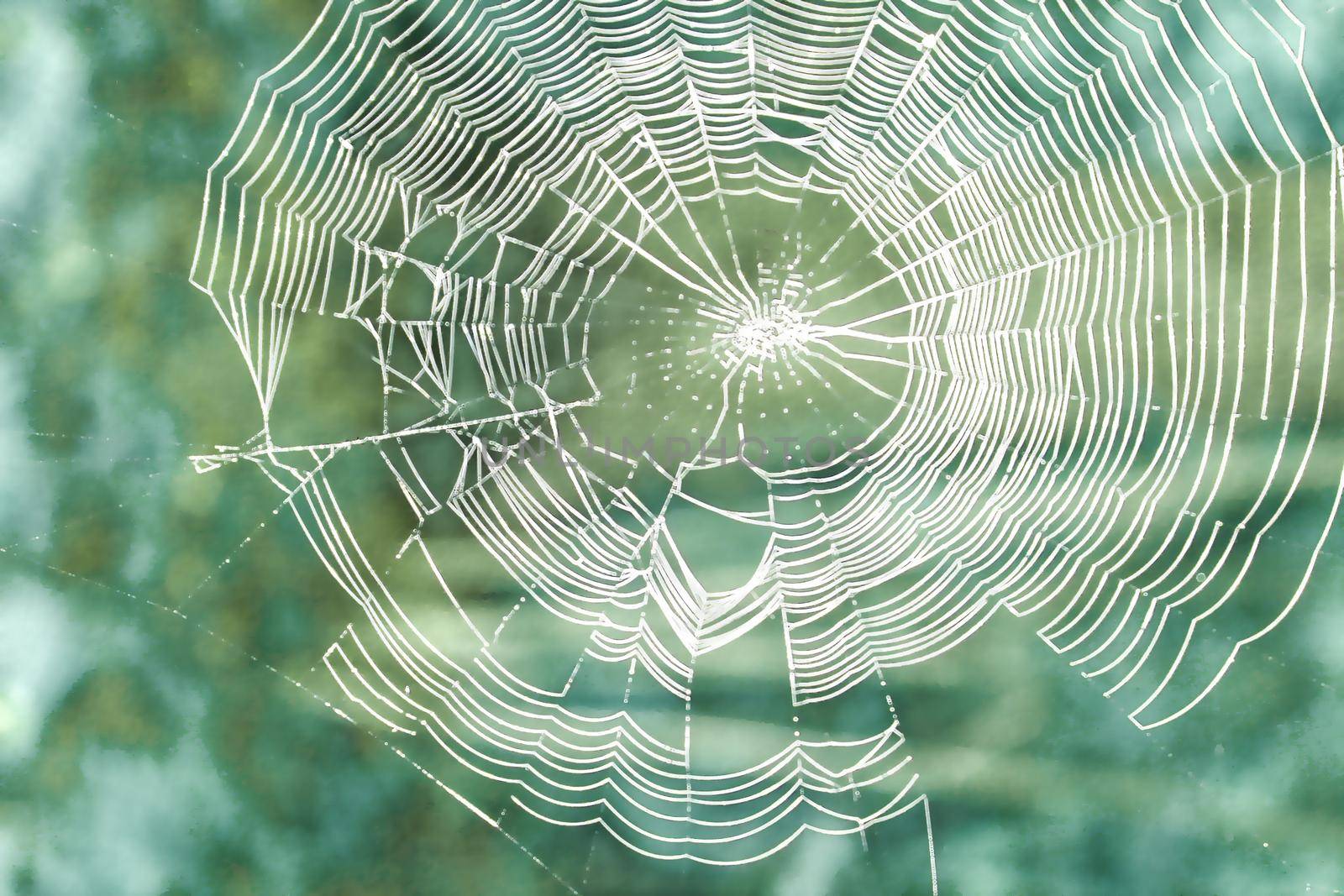 Beautiful spider web background close-up. Soft focus. Background