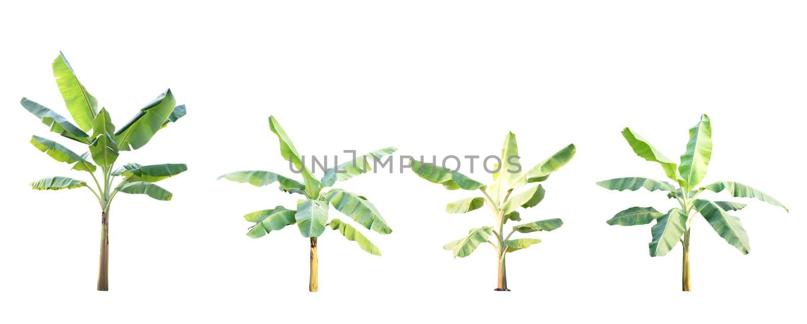 Banana tree isolated on white background by drpnncpp