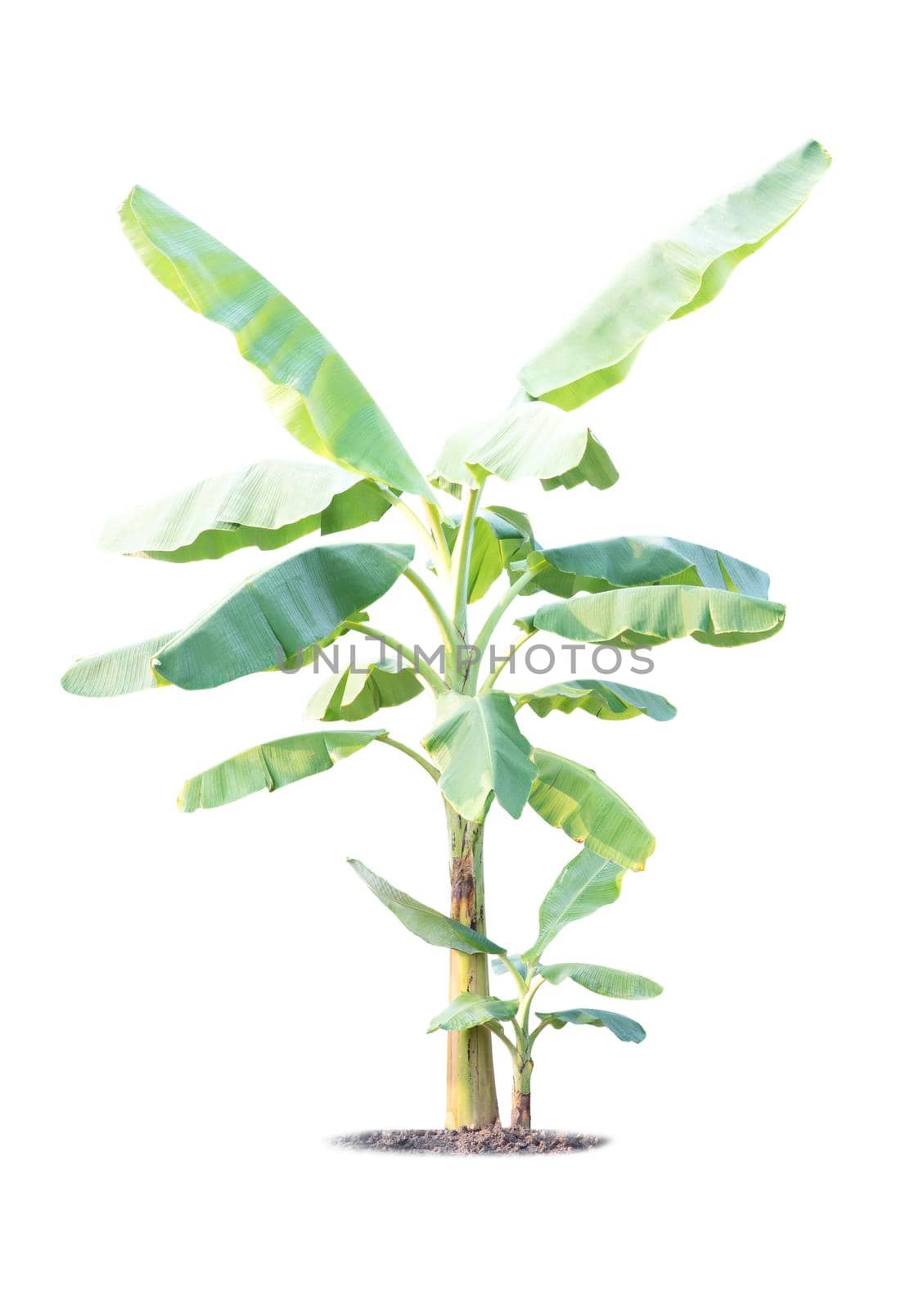 Banana tree isolated on white background by drpnncpp