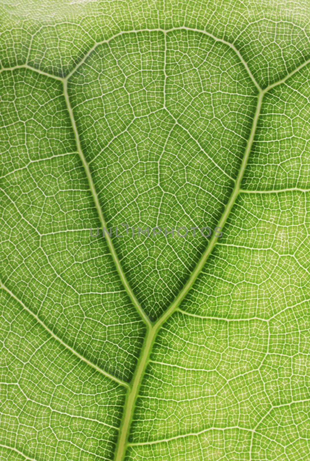 Ficus lyrate leaf texture as green natural background