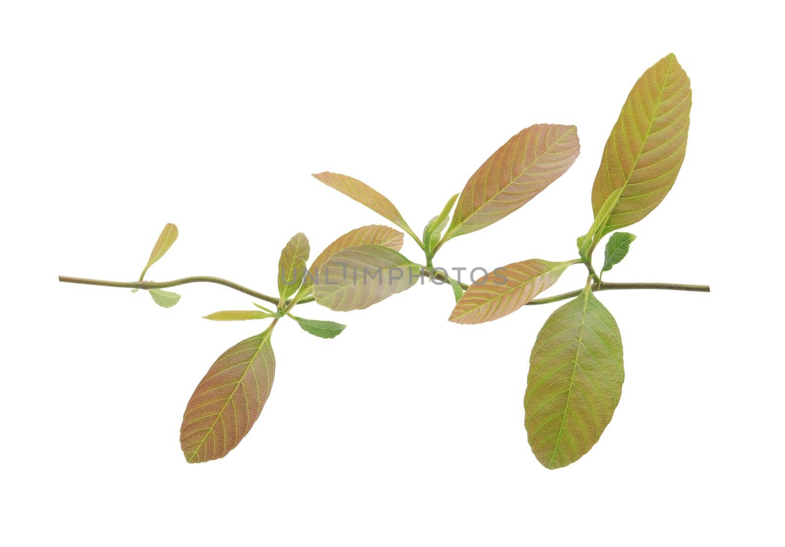 Young leaves isolated on white background by drpnncpp