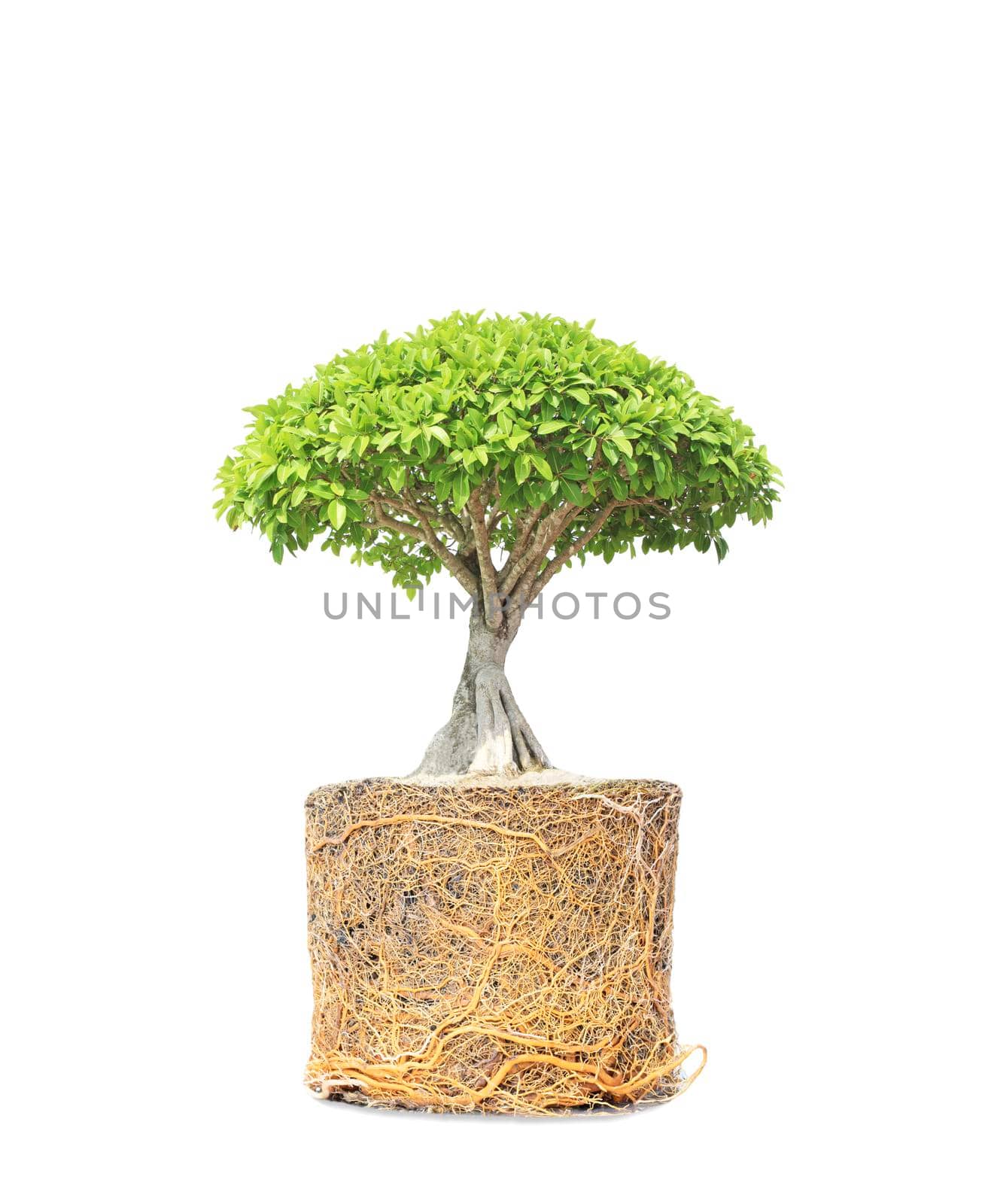 Banyan or ficus bonsai tree on roots isolated on white background by drpnncpp