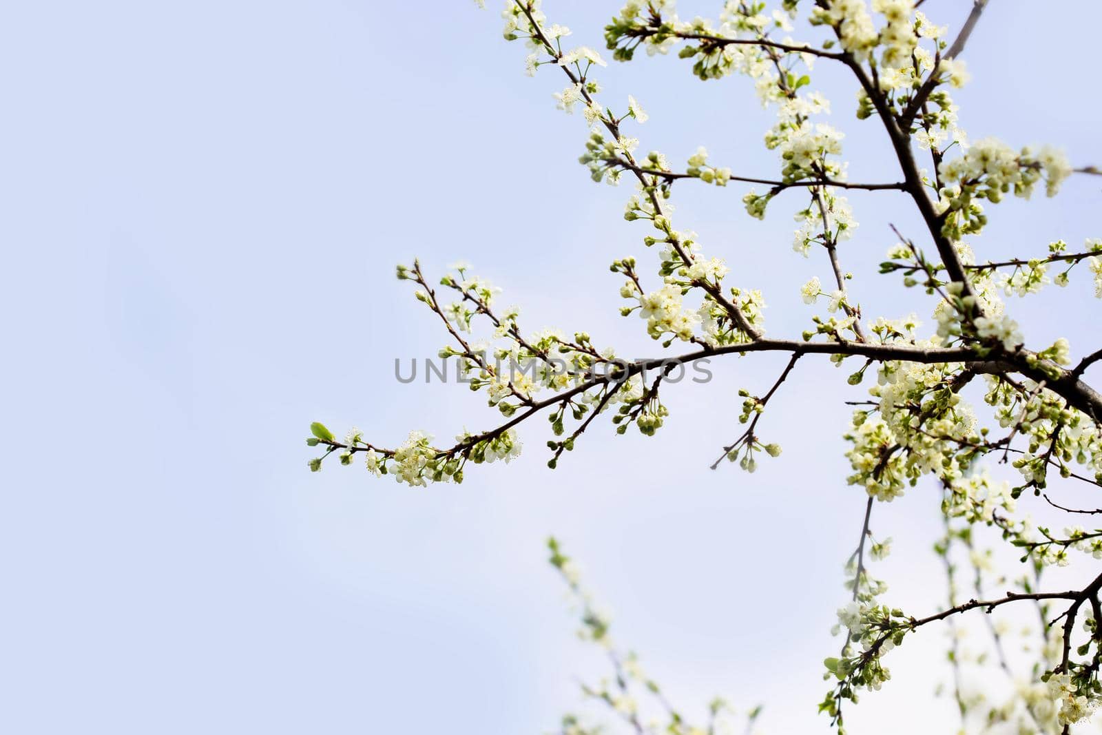 Defocused floral background with cherry blossoms against blue sky by galinasharapova