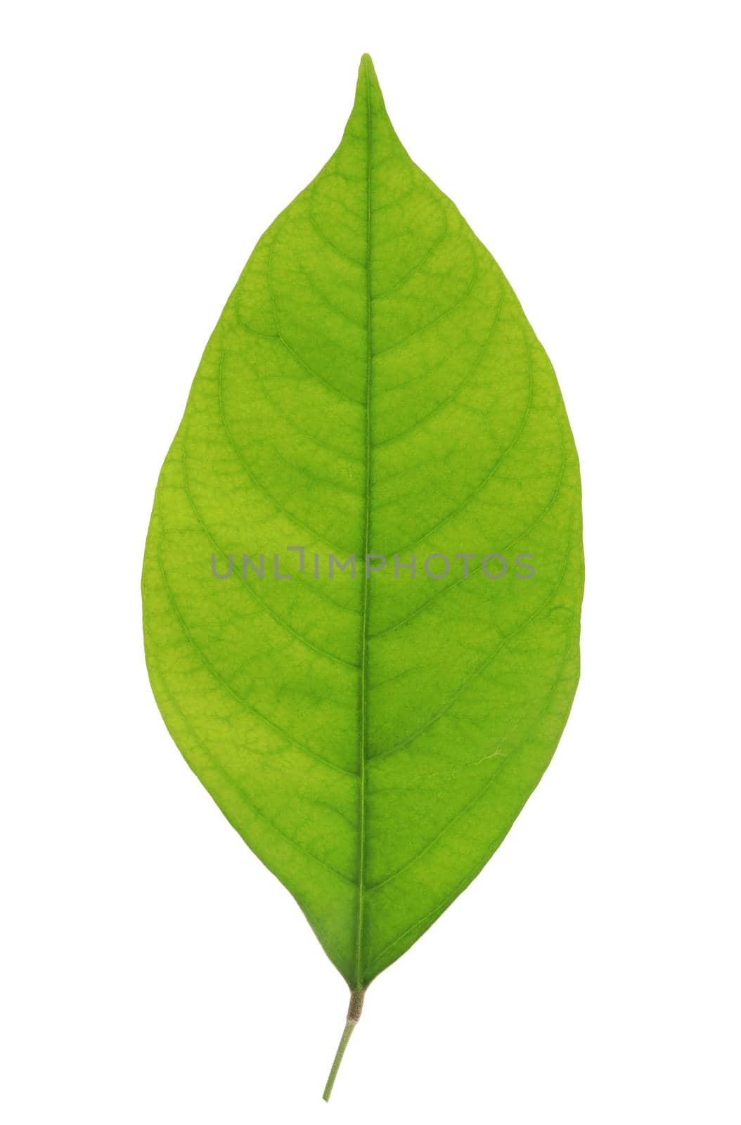 Young leaf isolated on white background by drpnncpp