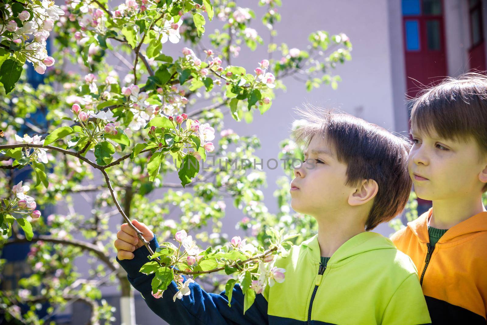 two boys standing near flowering crabapple, spring bloom in home garden. Friendship concept.