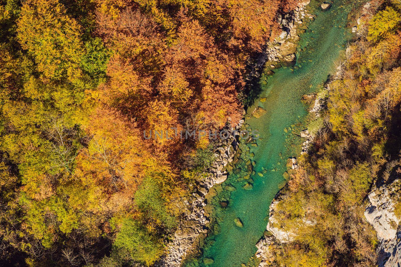 Mountain river Tara and forest in Montenegro. Travel around Montenegro concept.