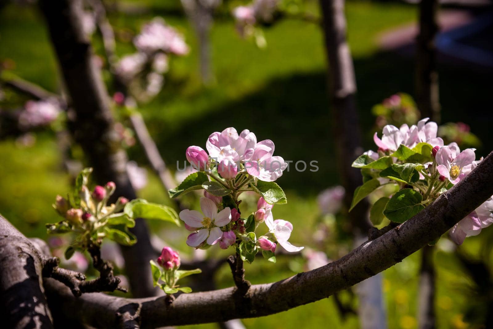 Closeup blossoming tree brunch with white flowers. Flowering of apple trees. Beautiful blooming apple tree branch. Close up of apple flowers.