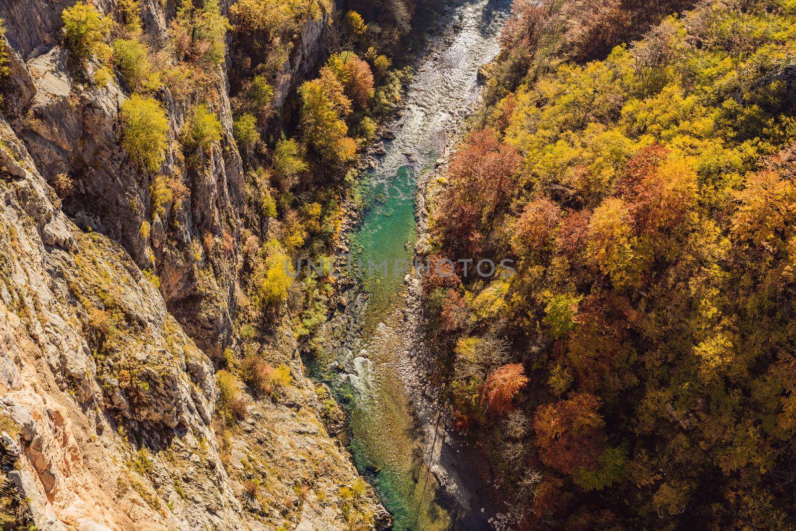 Mountain river Tara and forest in Montenegro. Travel around Montenegro concept by galitskaya