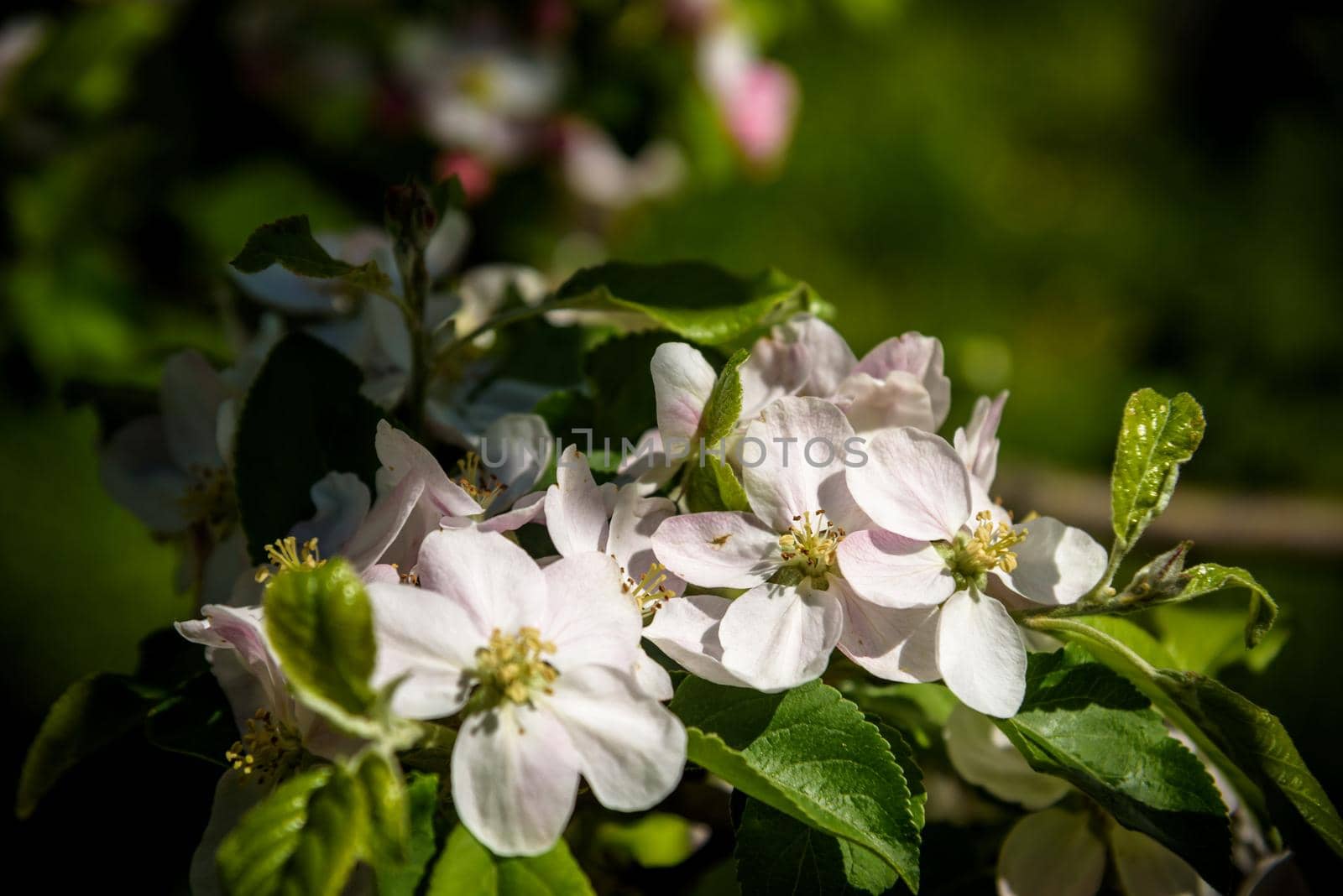 Closeup blossoming tree brunch with white flowers. Flowering of apple trees. Beautiful blooming apple tree branch. Close up of apple flowers.