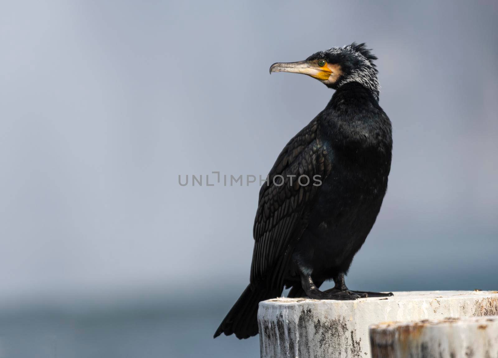 Great cormorant, Phalacrocorax carbo, standing peacefully on a pylon upon the lake, Geneva, Switzerland