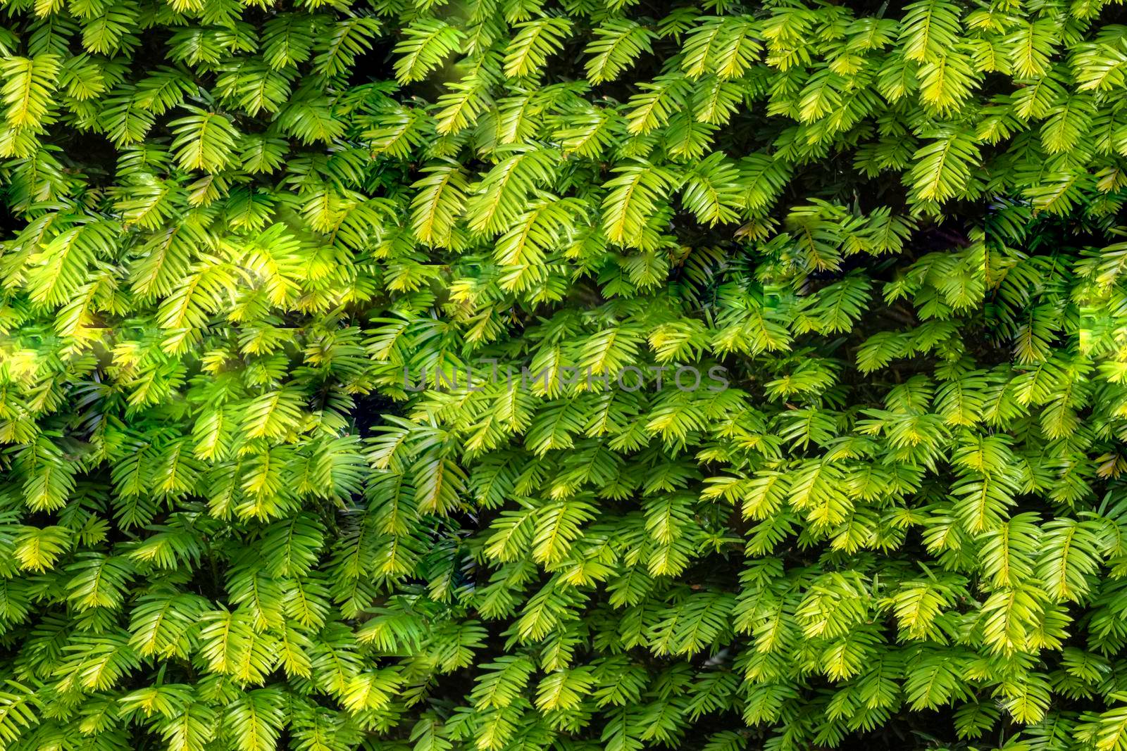 Seamless background of close up on taxus baccata evergereen hedge by Elenaphotos21