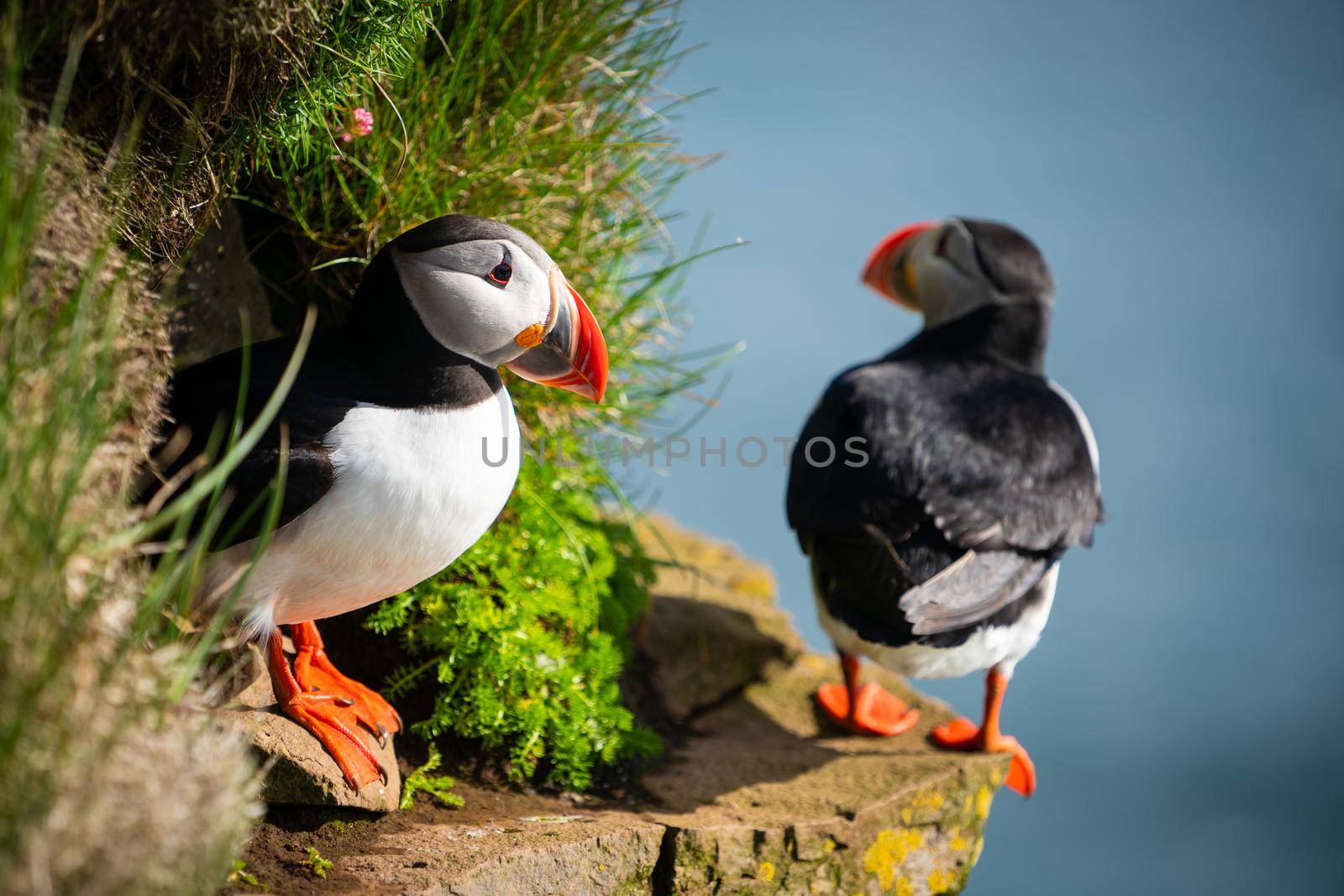 Atlantic puffin also know as common puffin is a species of seabird in the auk family. Iceland, Norway, Faroe Islands, Newfoundland and Labrador in Canada are known to be large colony of this puffin.