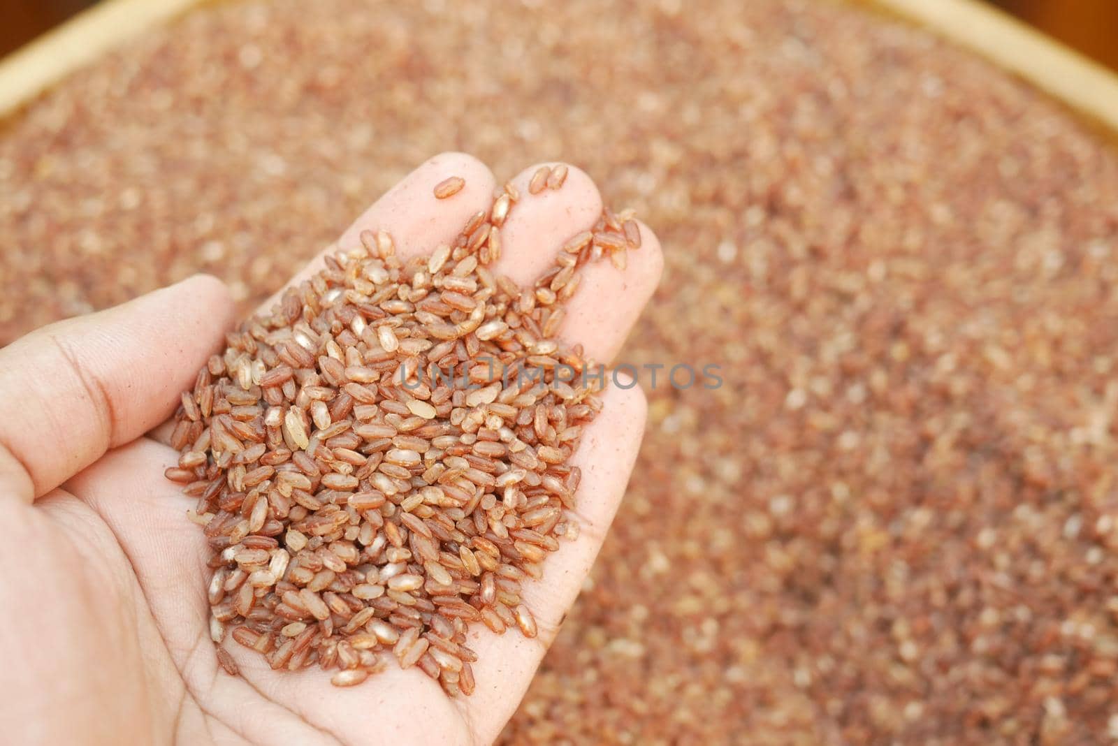 raw brown rice hand close up .