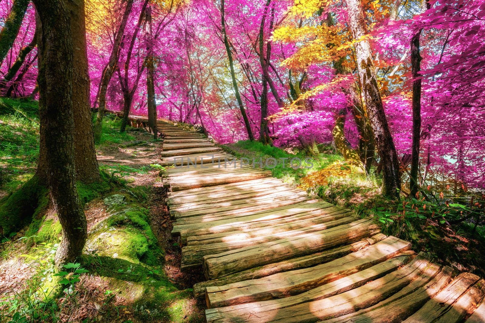 Beautiful wooden path trail for nature trekking through lush forest landscape in Plitvice Lakes National Park, UNESCO natural world heritage and famous travel destination of Croatia.