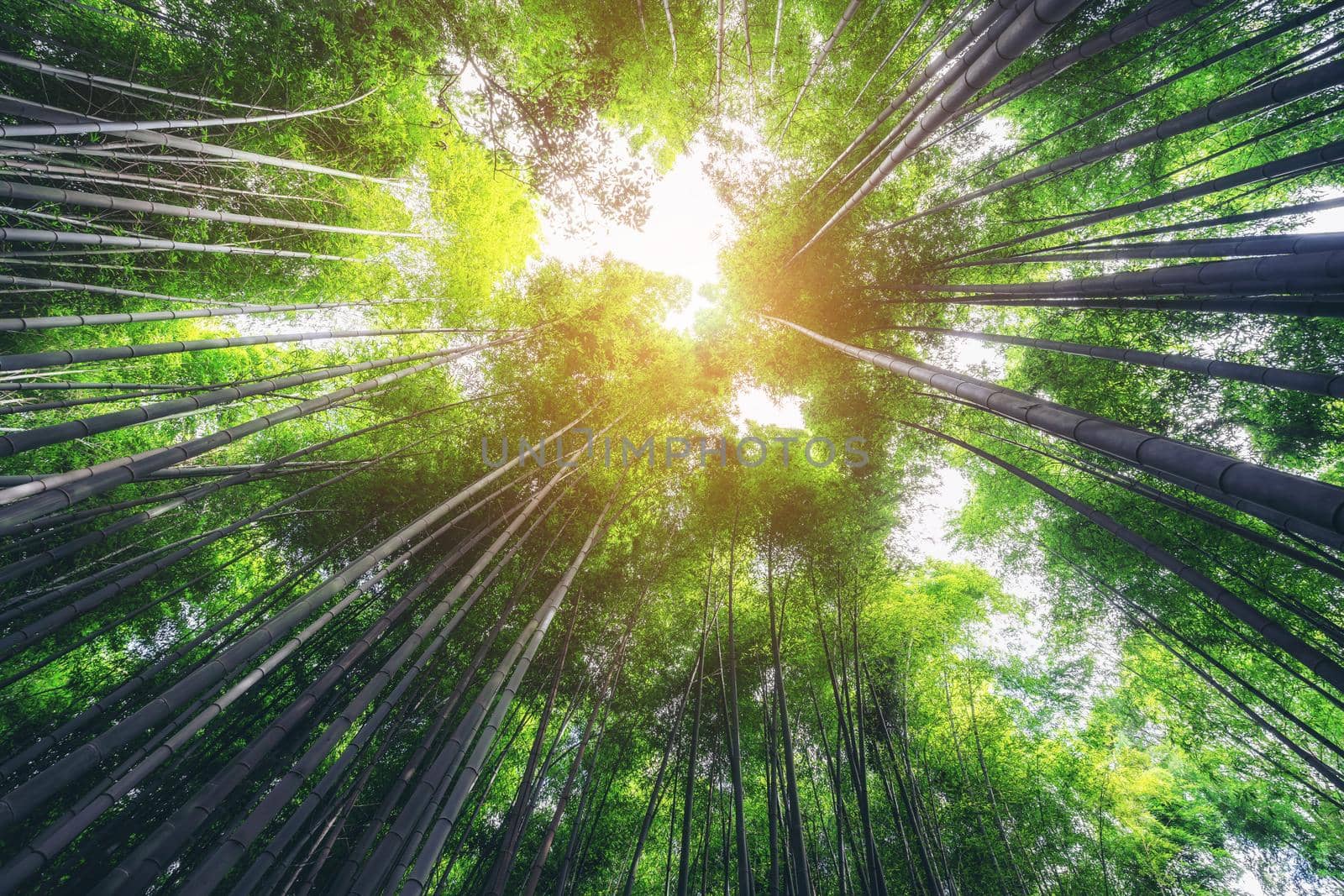 Arashiyama Bamboo Forest famous place in Kyoto Japan. - The Arashiyama Bamboo Grove is one of Kyoto's top sightseeing for tourist travel to Kyoto and Kansai, Japan.