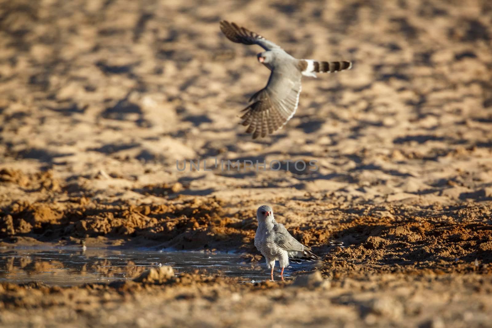 Two Gabar Goshawk  flying over waterhole in Kgalagadi transfrontier park, South Africa; specie  Micronisus gabar family of Accipitridae