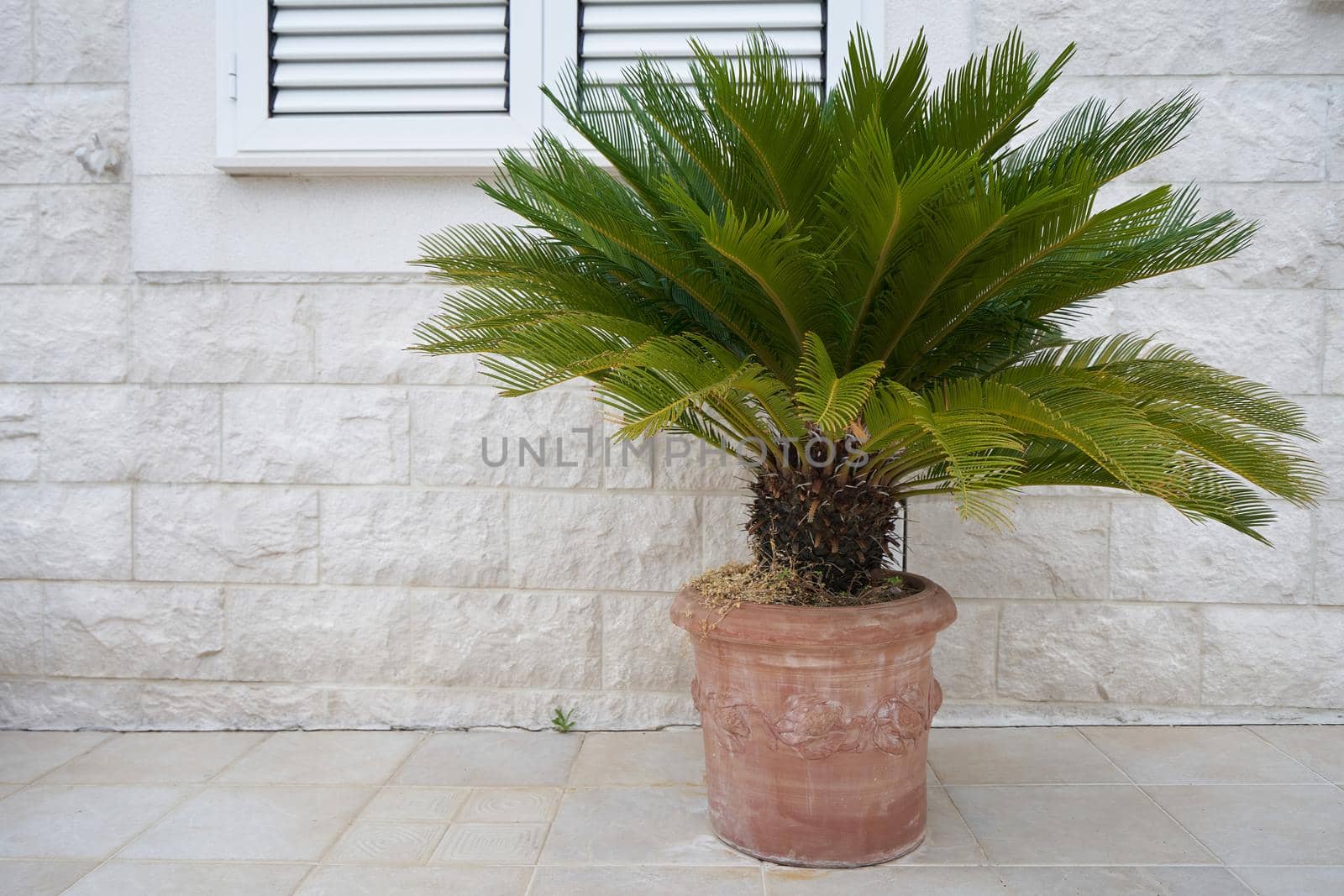 Cycas palm tree in large pots outside the building. by iceberg