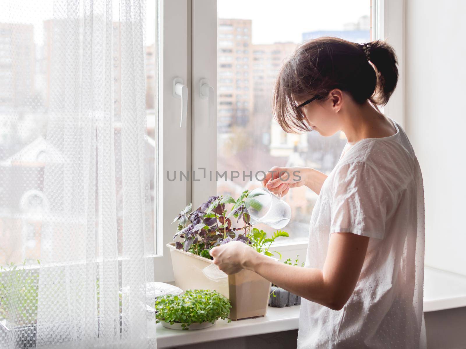 Woman is watering houseplants and microgreens on windowsill. Growing edible organic basil, arugula, microgreen of cabbage for healthy nutrition. Gardening at home.