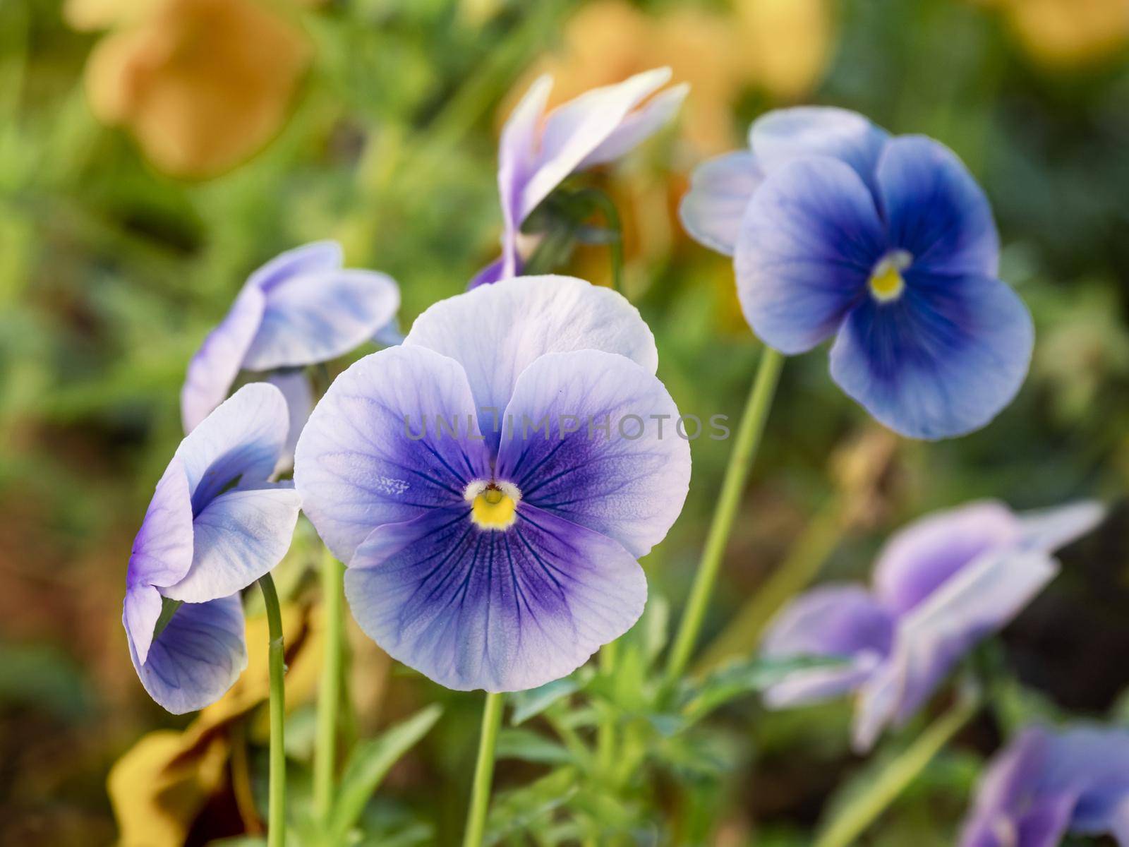 Blooming Viola tricolor, also known as wild pansy, Johnny Jump up, heartsease, heart's delight, tickle-my-fancy, Jack-jump-up-and-kiss-me, come-and-cuddle-me, three faces in a hood, love-in-idleness, and pink of my john. by aksenovko