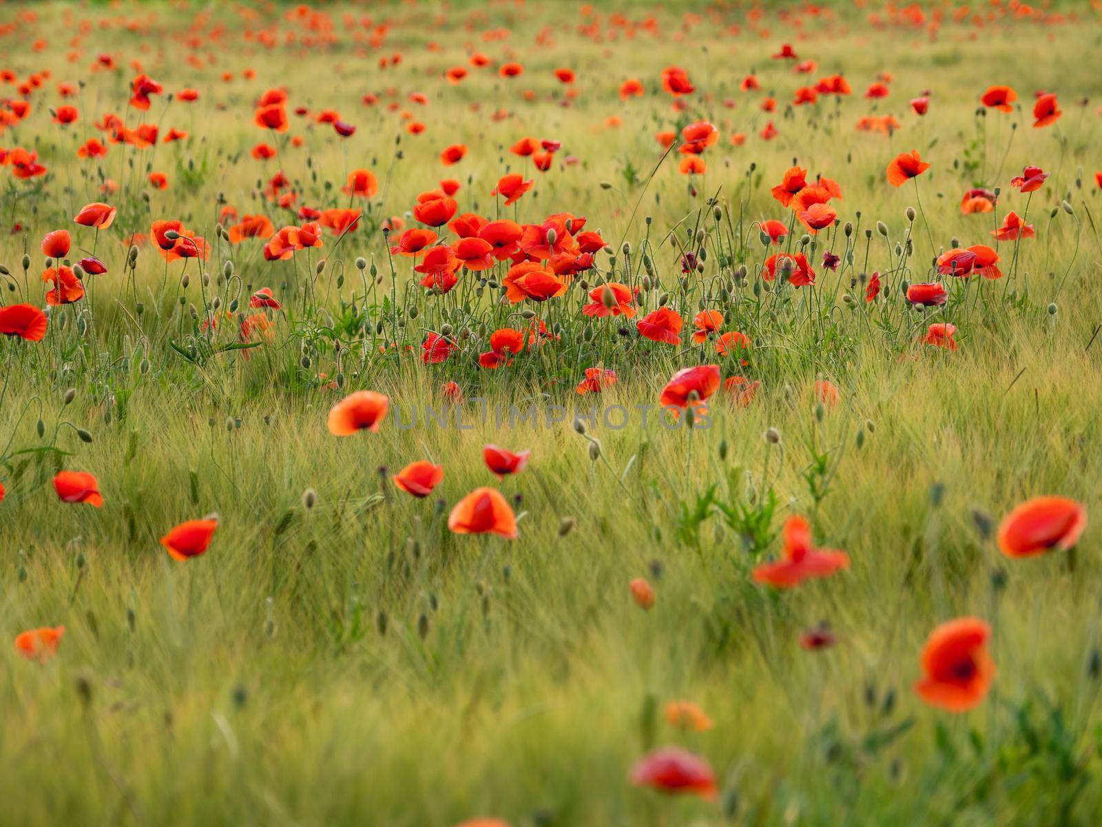 Red poppy flowers on field of rye. Green plants with red buds. Beautiful and fragile flowers at summer. by aksenovko