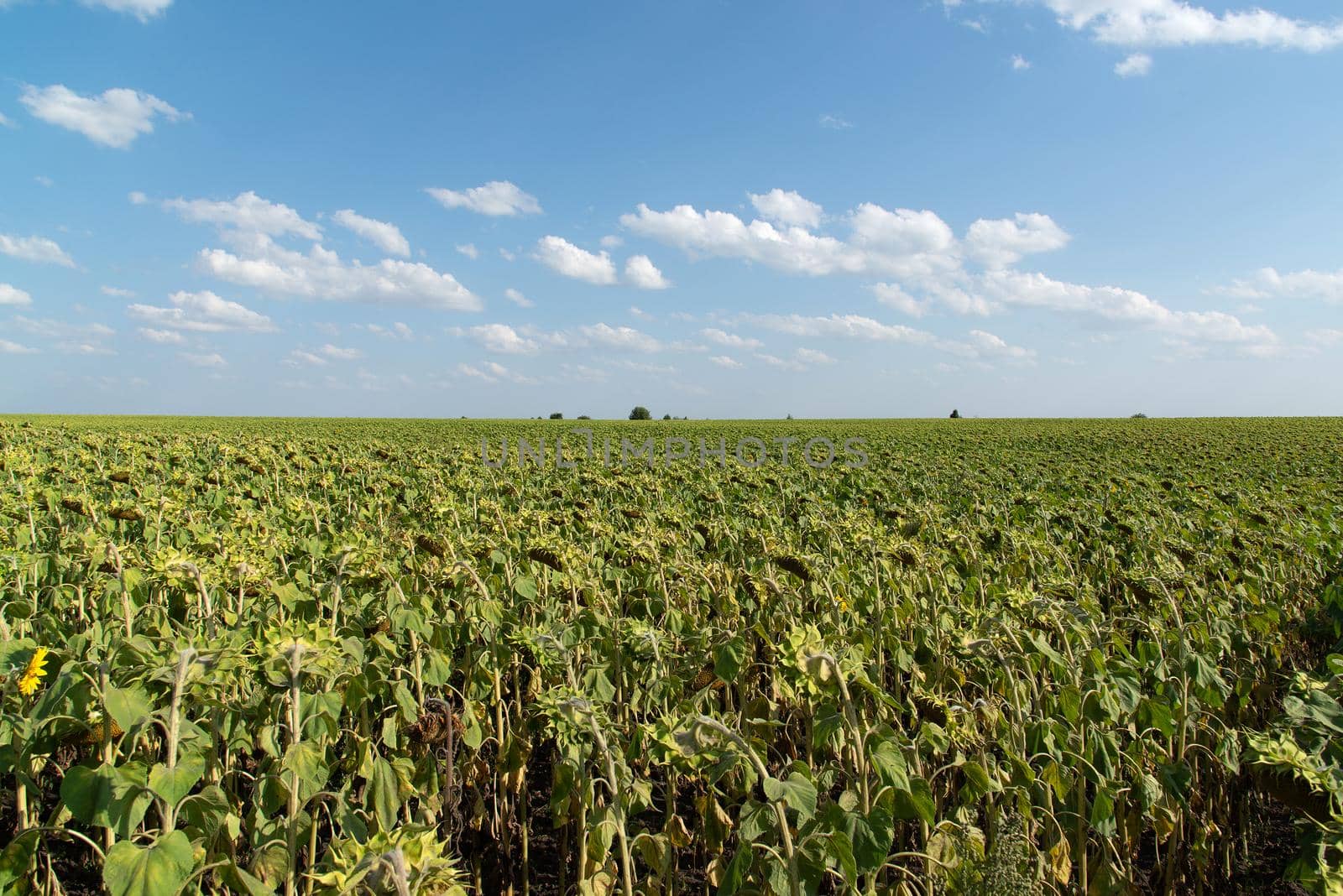 a field with a ripe sunflowers, Russia