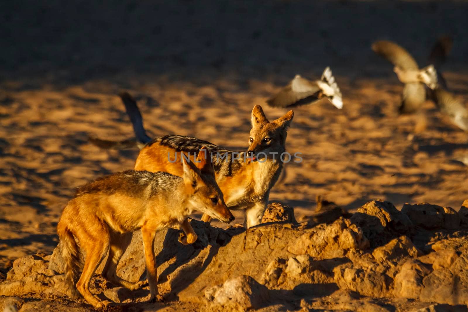 Two Black backed jackal chasing birds at waterhole in Kgalagadi transfrontier park, South Africa ; Specie Canis mesomelas family of Canidae
