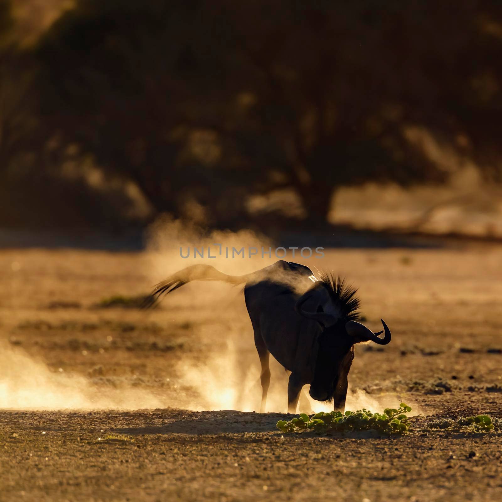 Blue wildebeest grooming in sand at dawn in Kgalagadi transfrontier park, South Africa ; Specie Connochaetes taurinus family of Bovidae