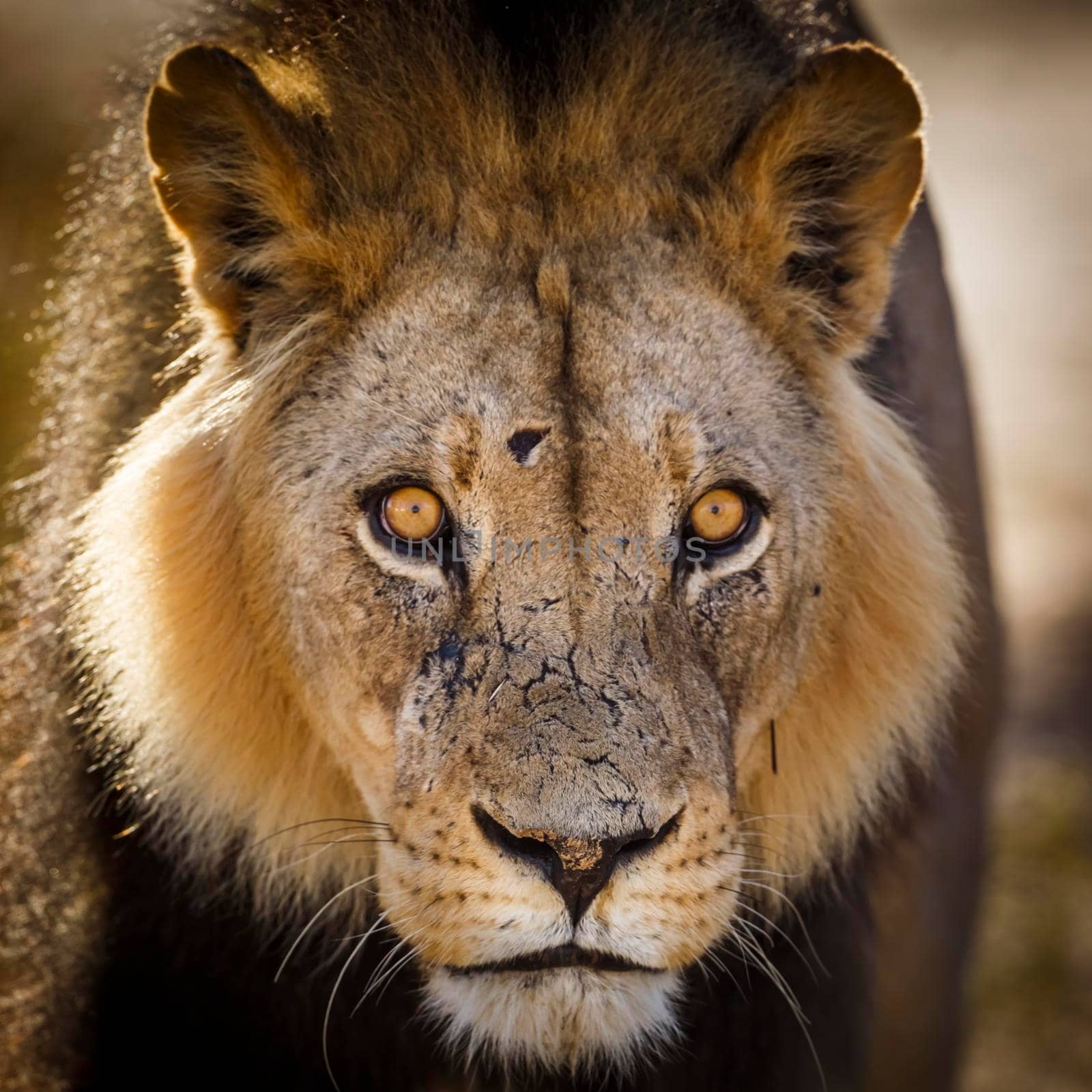 African lion portrait in front view at dusk çin Kgalagadi transfrontier park, South Africa; Specie panthera leo family of felidae