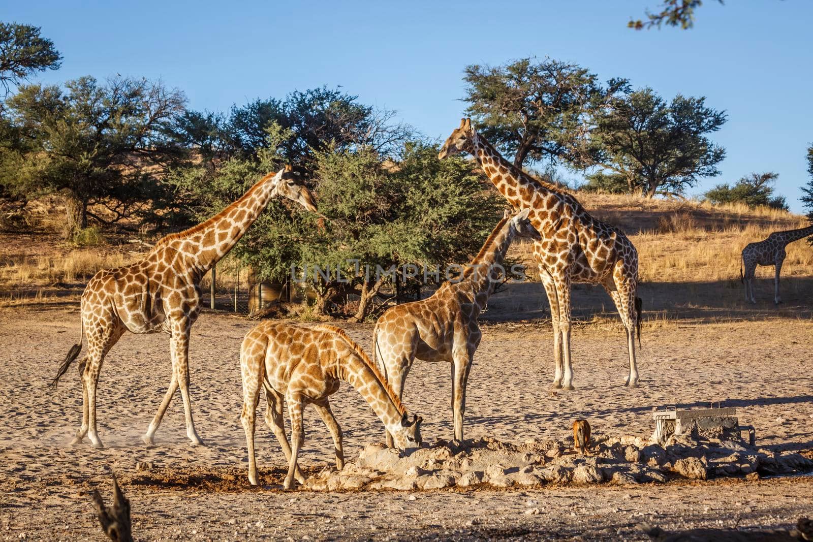 Giraffe group with two cubs drinking at waterhole in Kgalagadi transfrontier park, South Africa ; Specie Giraffa camelopardalis family of Giraffidae