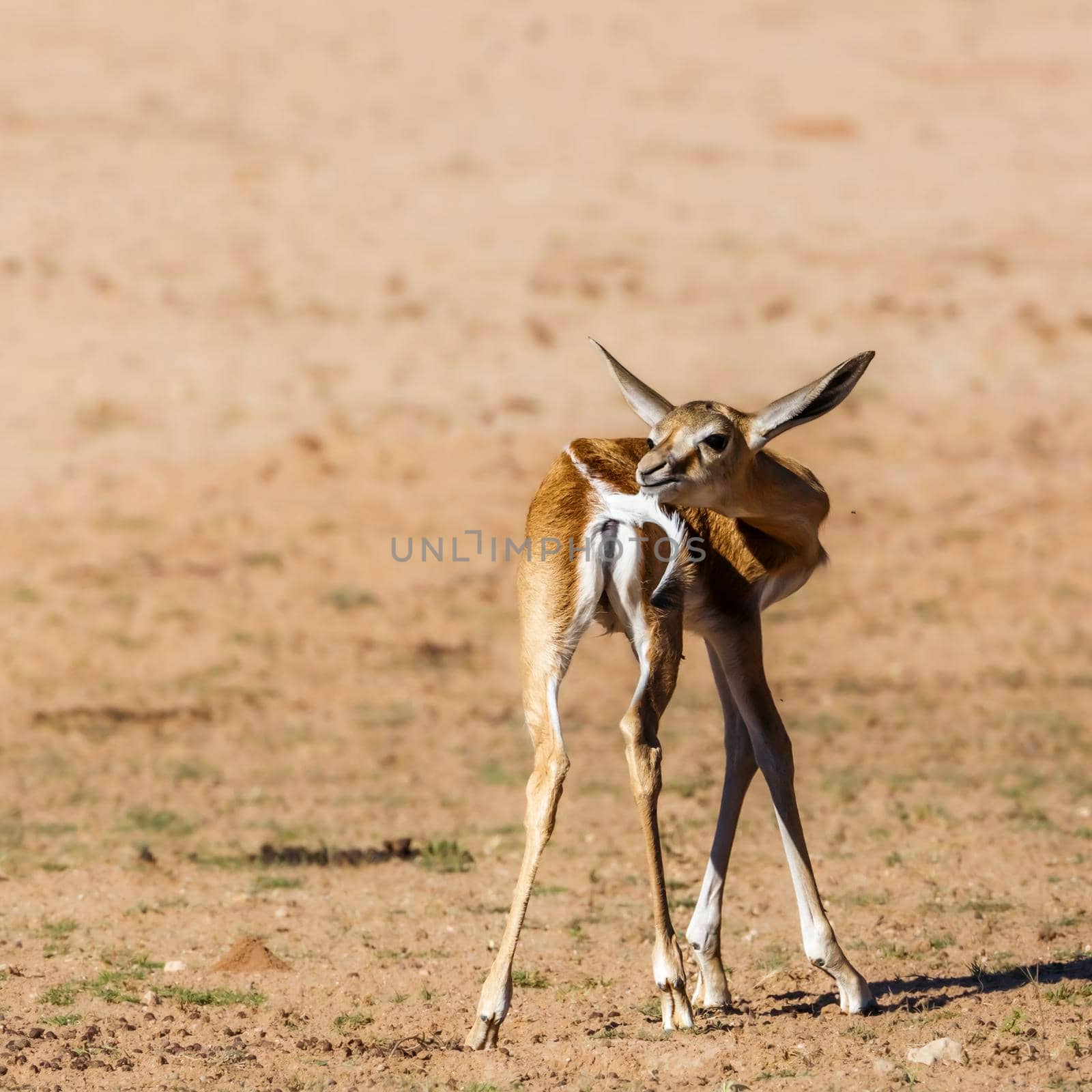 Springbok in Kgalagadi transfrontier park, South Africa by PACOCOMO