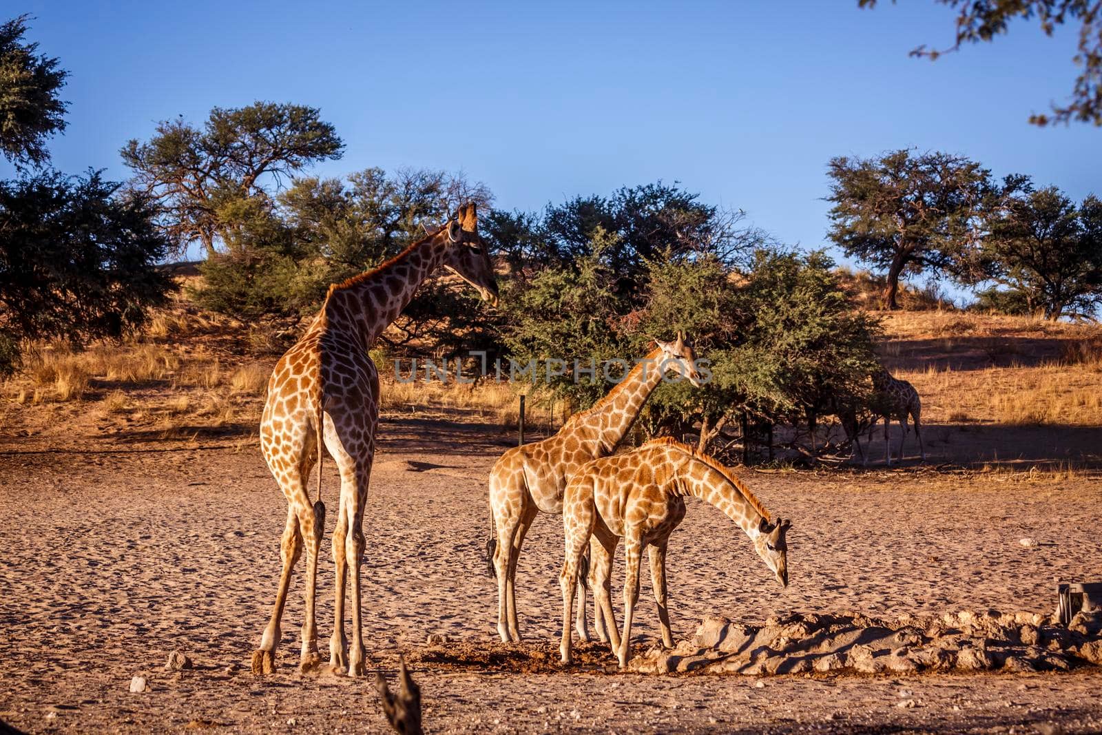 Giraffe female with two cubs drinking at waterhole in Kgalagadi transfrontier park, South Africa ; Specie Giraffa camelopardalis family of Giraffidae