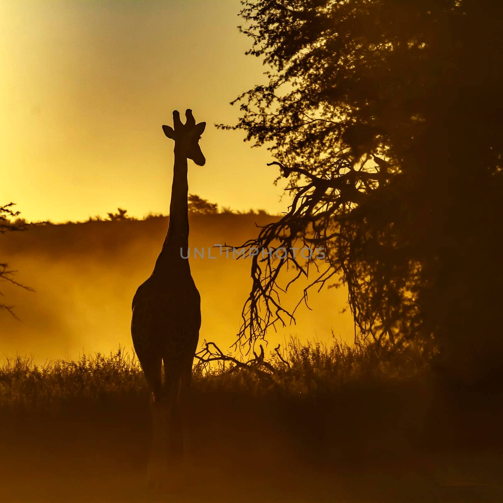 Giraffe front view at sunset in Kgalagadi transfrontier park, South Africa ; Specie Giraffa camelopardalis family of Giraffidae