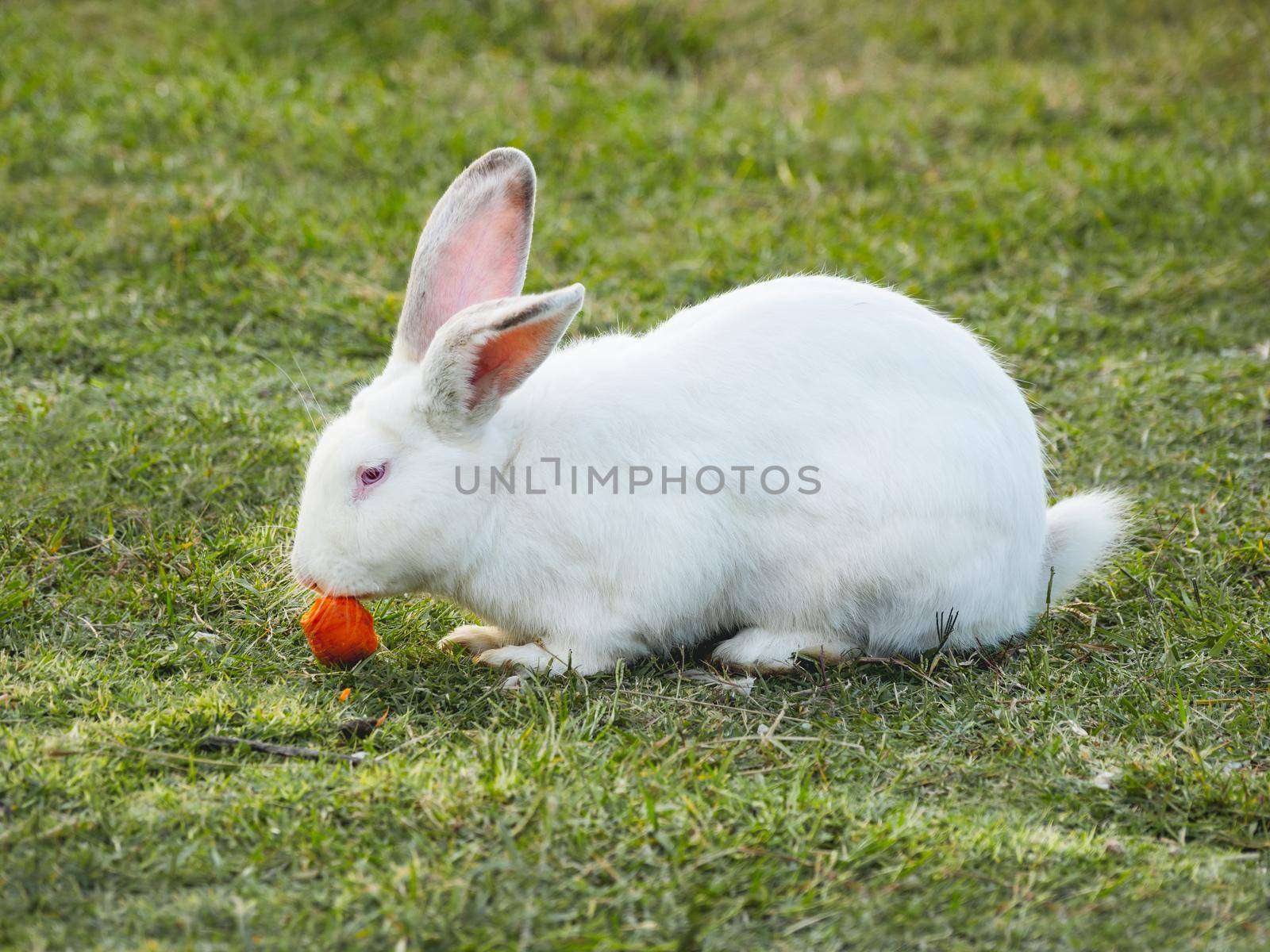 White rabbit eats fresh tasty carrot. Fluffy farm animal on green grass. Domestic mammal grazes outdoors on lawn.
