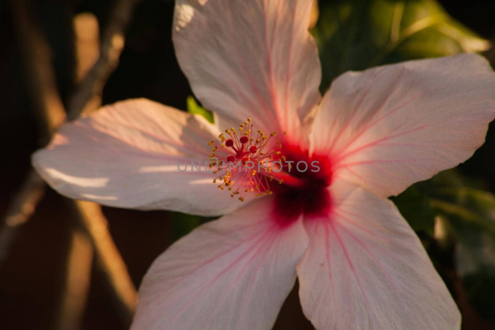 Hibiscus Flower 14702 by kobus_peche