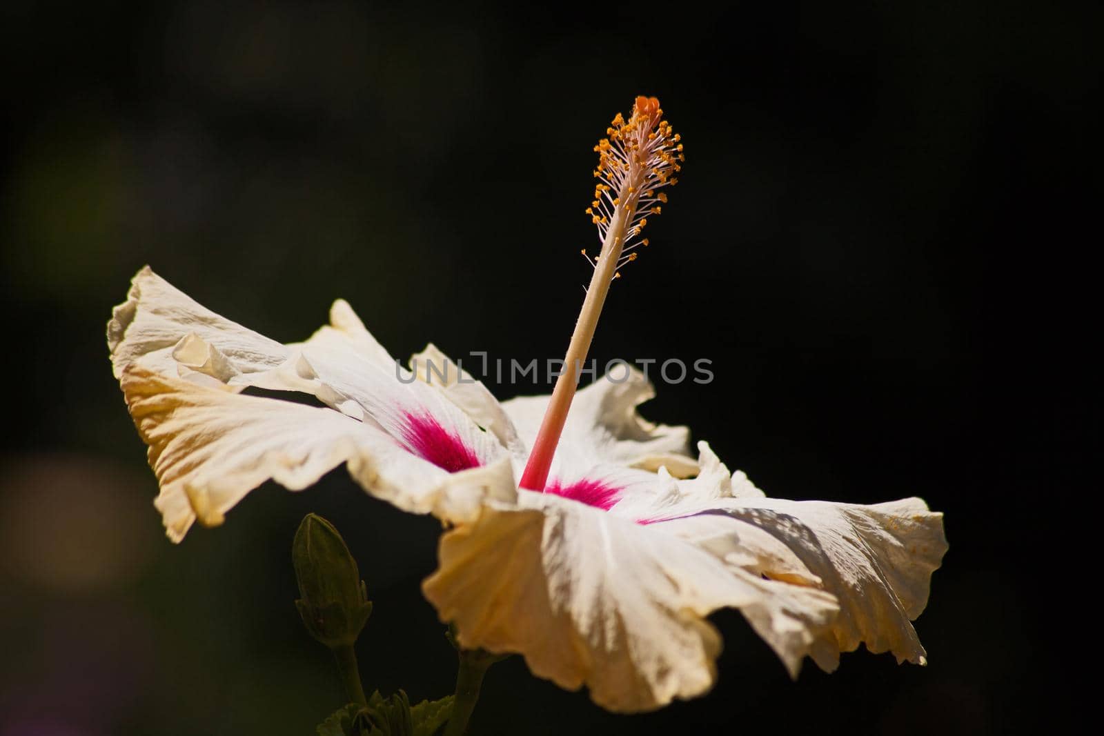 Macro image of a single yellow Hibiscus flower isolated on a dark background
