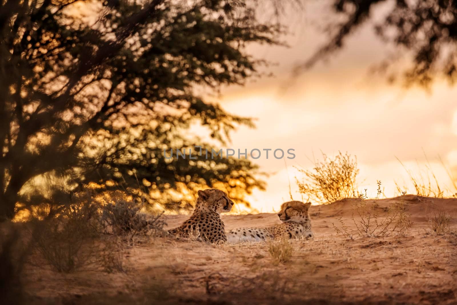Cheetah couple lying down at sunset in Kgalagadi transfrontier park, South Africa ; Specie Acinonyx jubatus family of Felidae