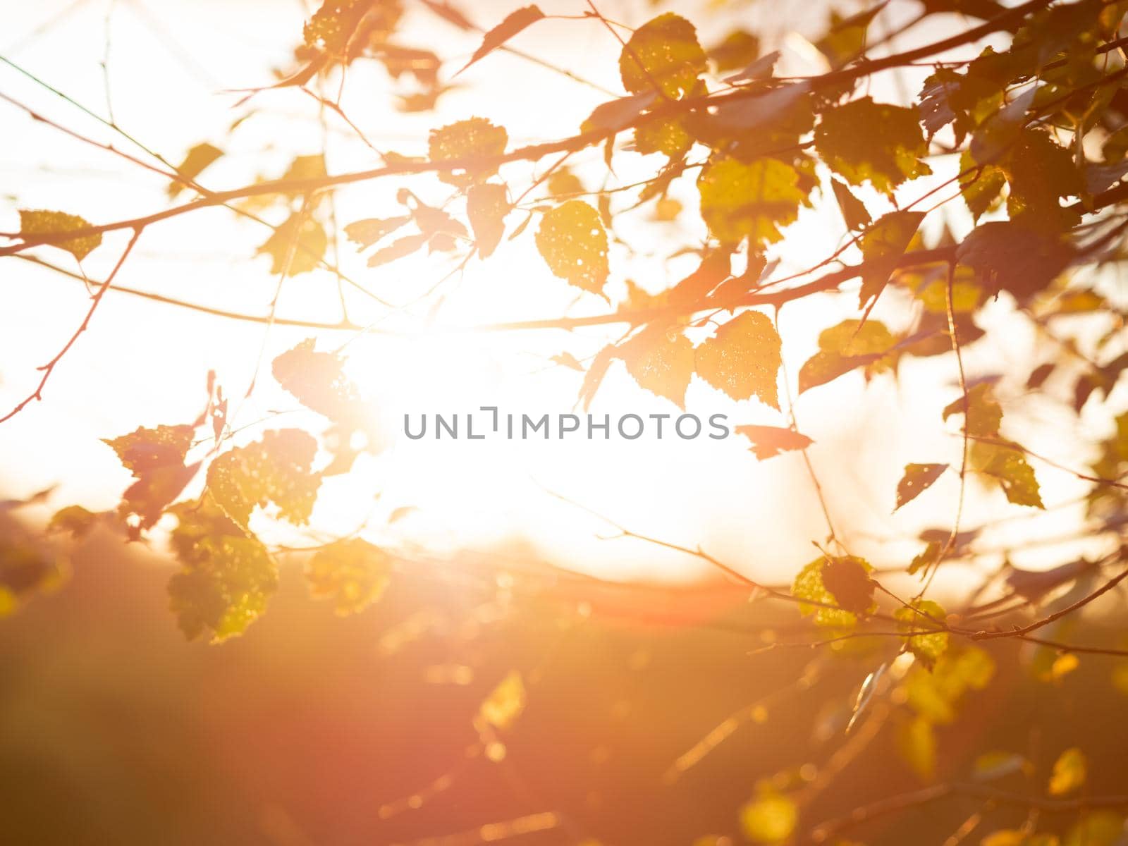 Birch tree with last leaves. Autumn background. Orange sunset at fall season.