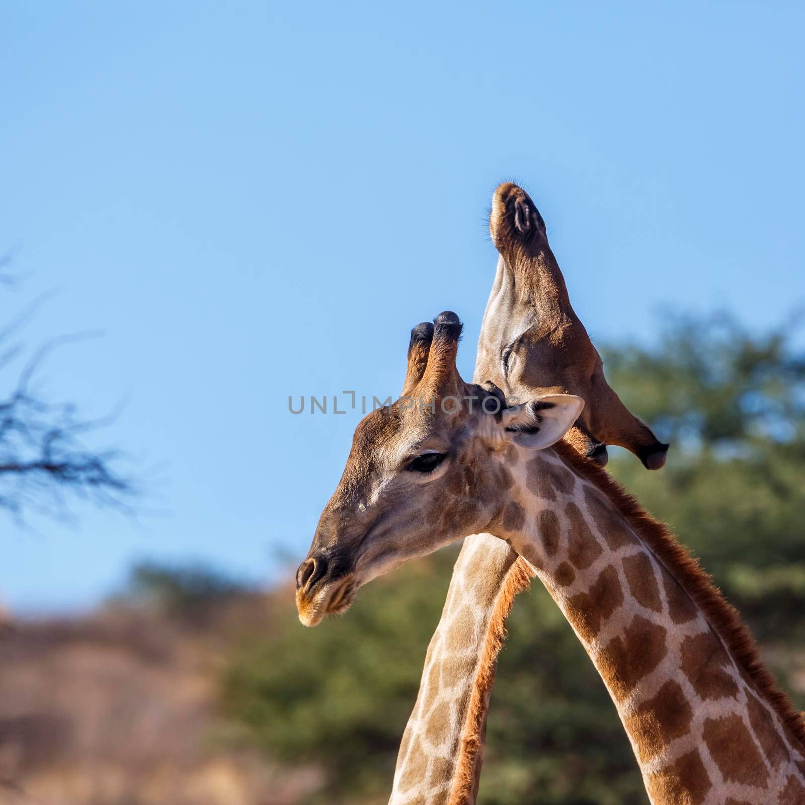 Giraffe in Kgalagadi transfrontier park, South Africa by PACOCOMO