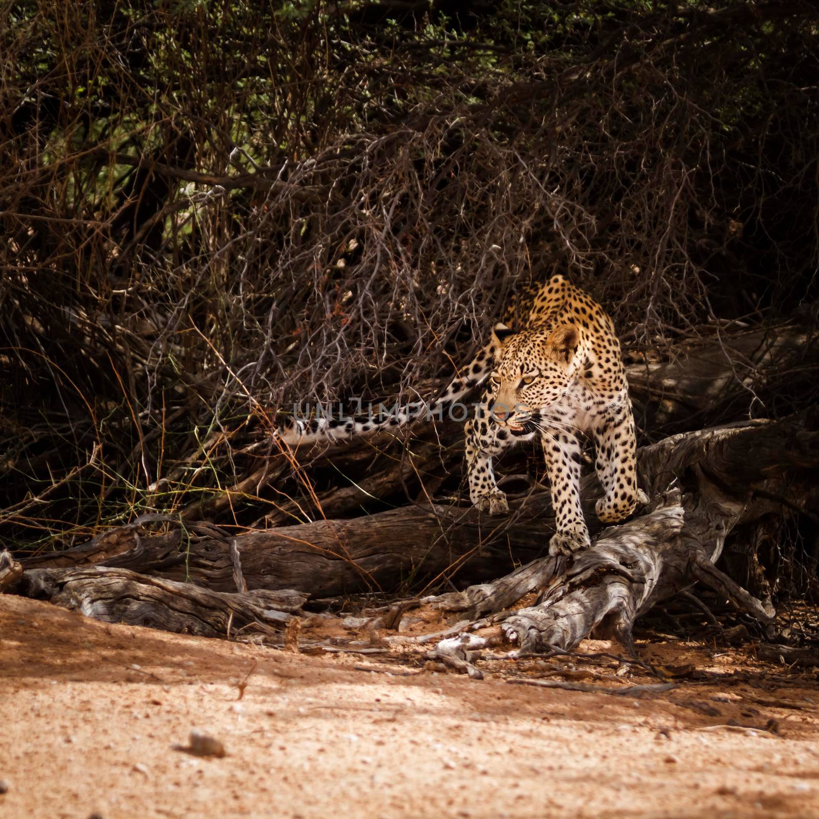 Leopard female moving in a bush in Kgalagadi transfrontier park, South Africa; specie Panthera pardus family of Felidae