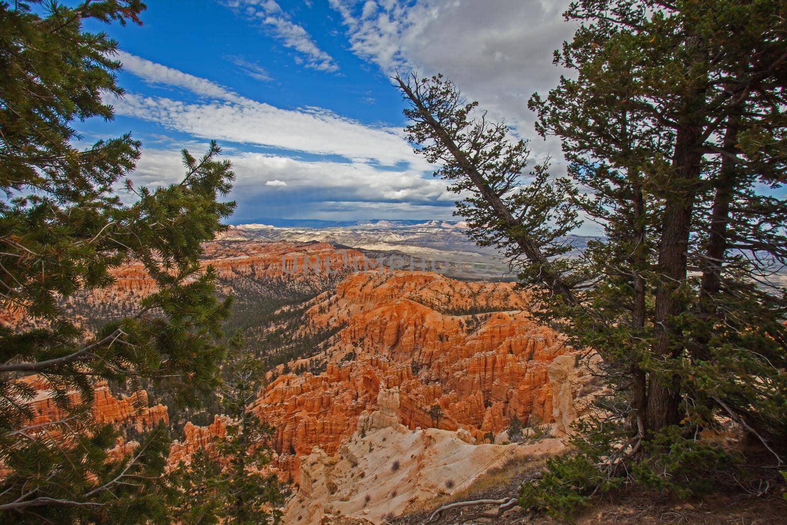 Bryce Canyon hanging tree 2533 by kobus_peche