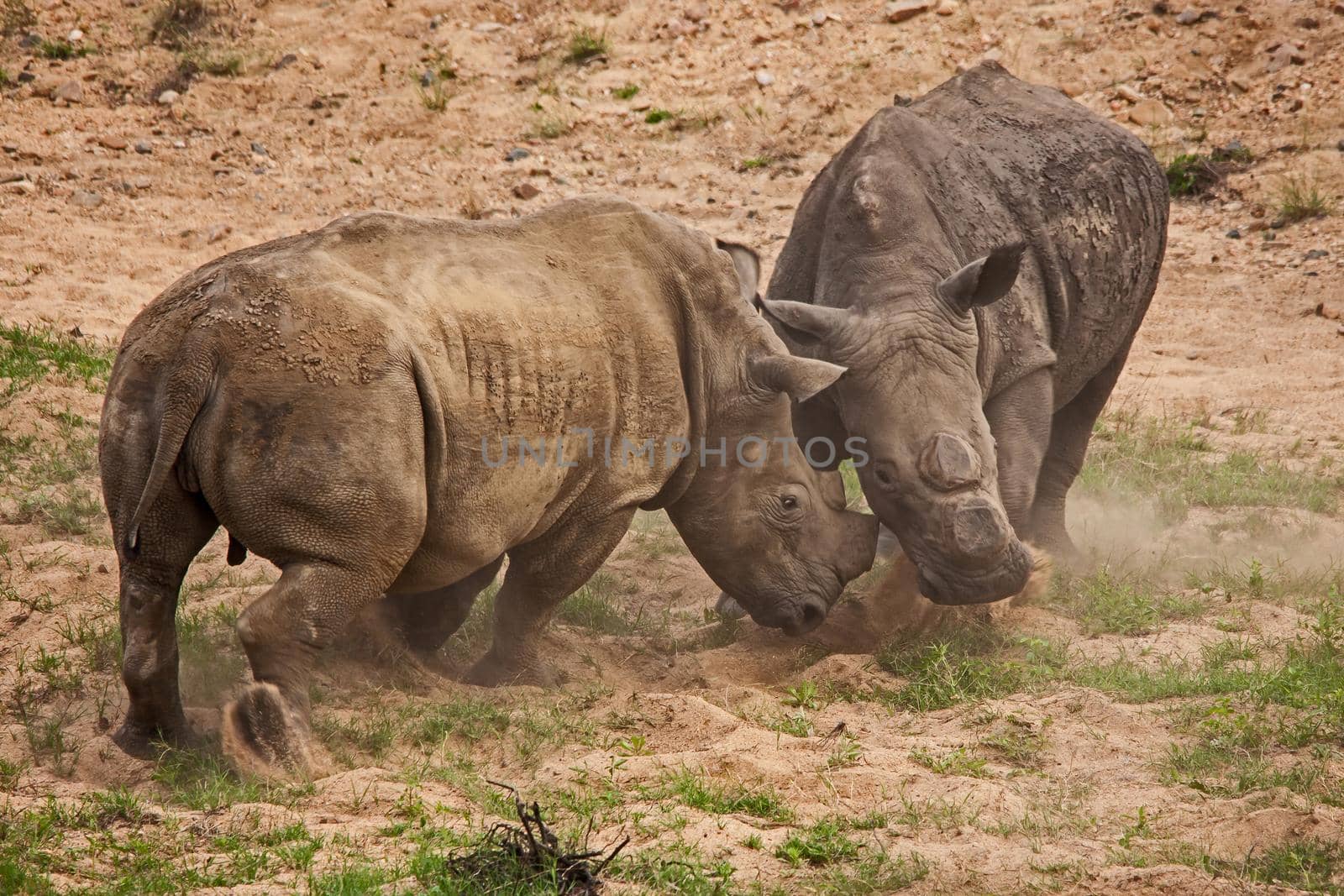 Two dehorned White Rhino (Ceratotherium simum) fighting in Kruger National Park. South African National Parks dehorn rhinos in an attempt curb poaching