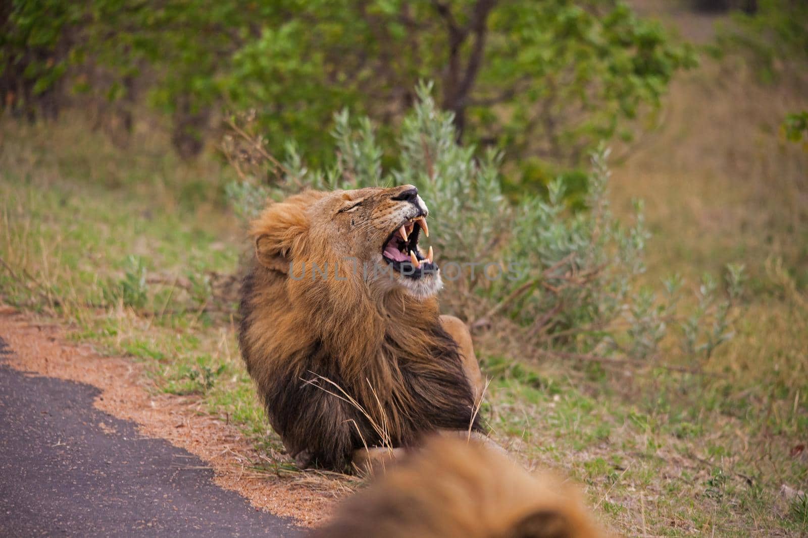 Yawning Male Lion 14901 by kobus_peche