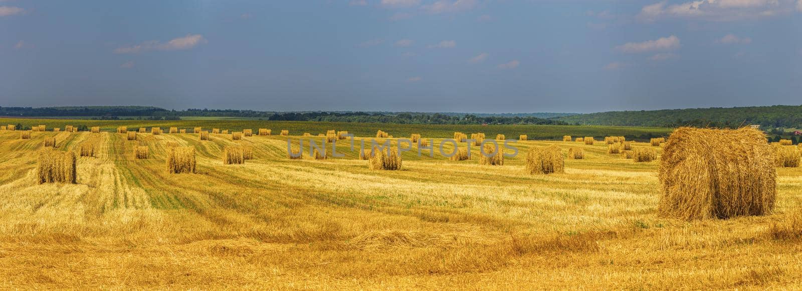 Summer field with straw mows at daylight shot with selective focus