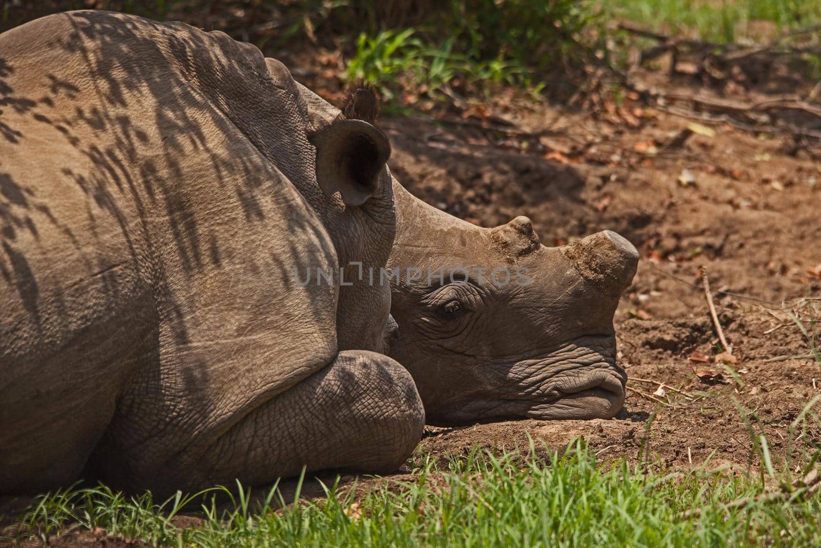 Sleeping dehorned White Rhino Ceratotherium simum 14785 by kobus_peche