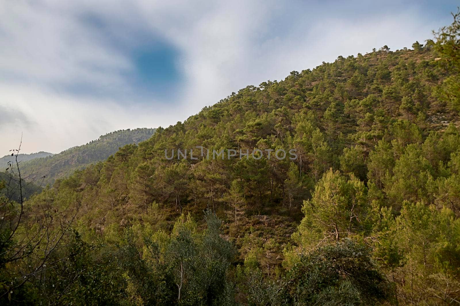 MOUNTAIN FULL OF PINE TREES WITH CLOUDY SKIES by raul_ruiz